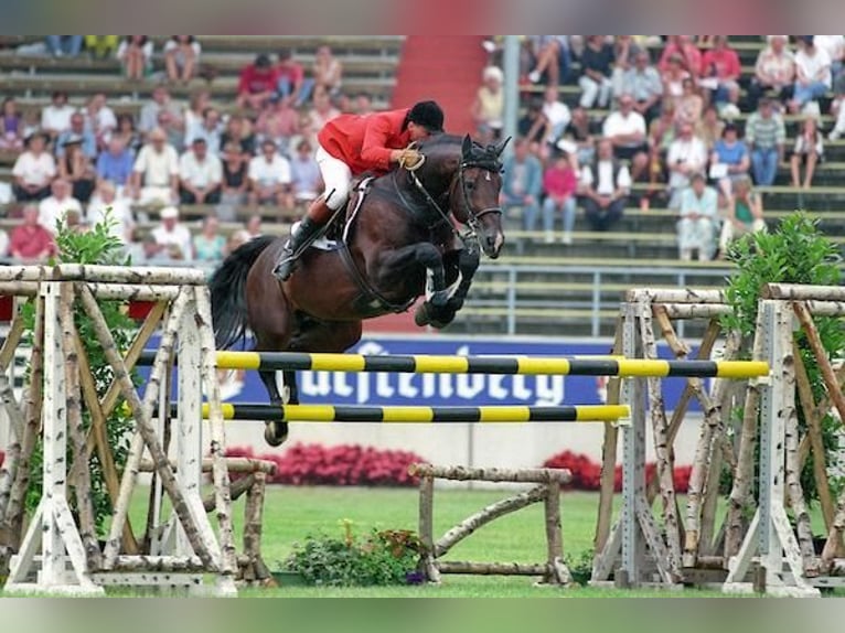 Belga Sconosciuto Embrione  in Kaulille