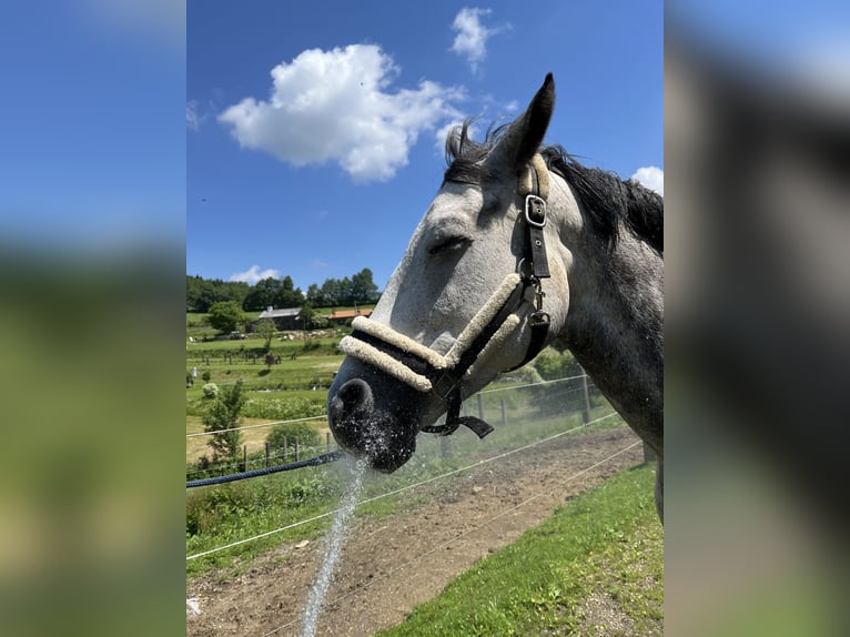 Belga Giumenta 10 Anni 163 cm Grigio pezzato in Unterrauchenödt