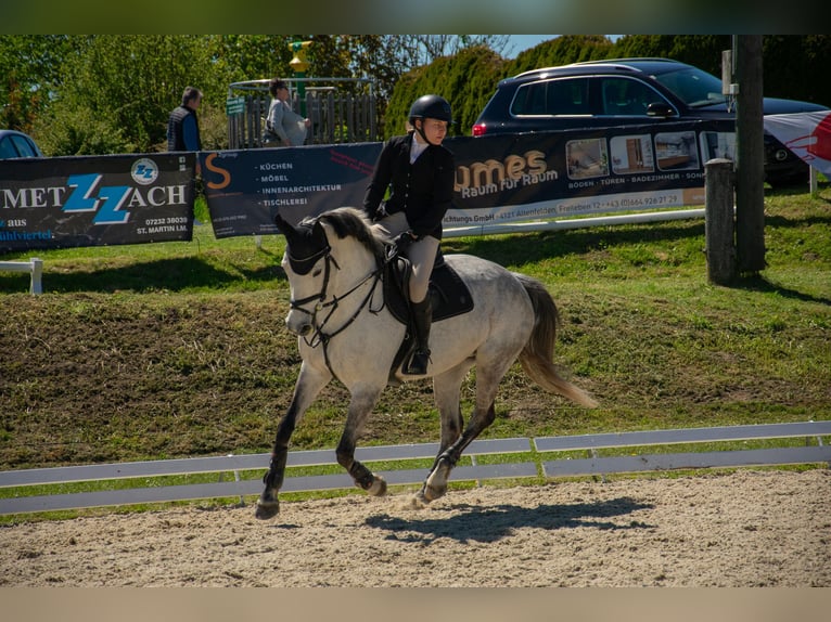 Belga Giumenta 10 Anni 163 cm Grigio pezzato in Unterrauchenödt