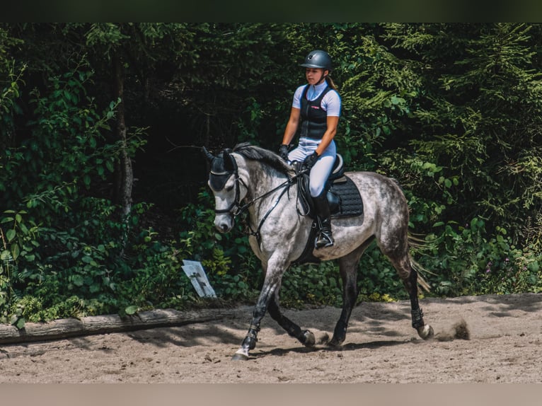 Belga Giumenta 10 Anni 163 cm Grigio pezzato in Unterrauchenödt