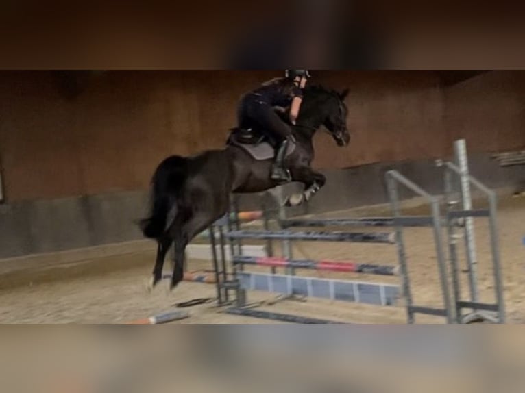 Belga Giumenta 10 Anni 164 cm Baio scuro in Hückelhoven