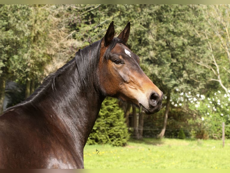 Belga Giumenta 10 Anni 168 cm Baio scuro in GROBBENDONK