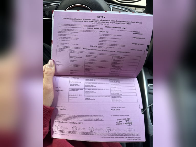 Belga Giumenta 11 Anni 164 cm Baio ciliegia in Бровари