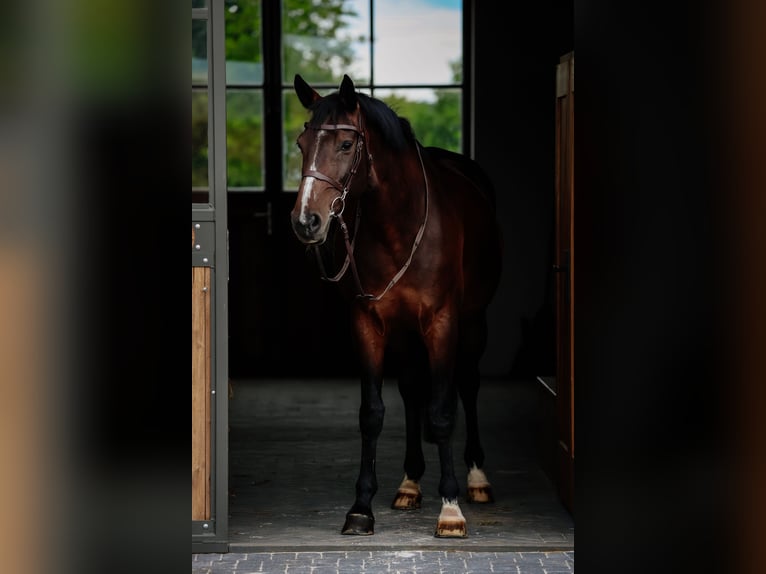 Belga Giumenta 11 Anni 165 cm Baio nero in Siedmiorogów Drugi