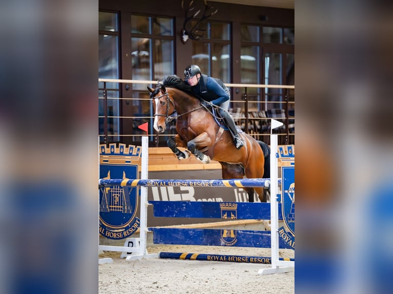 Belga Giumenta 11 Anni 166 cm Baio ciliegia in Kaunas