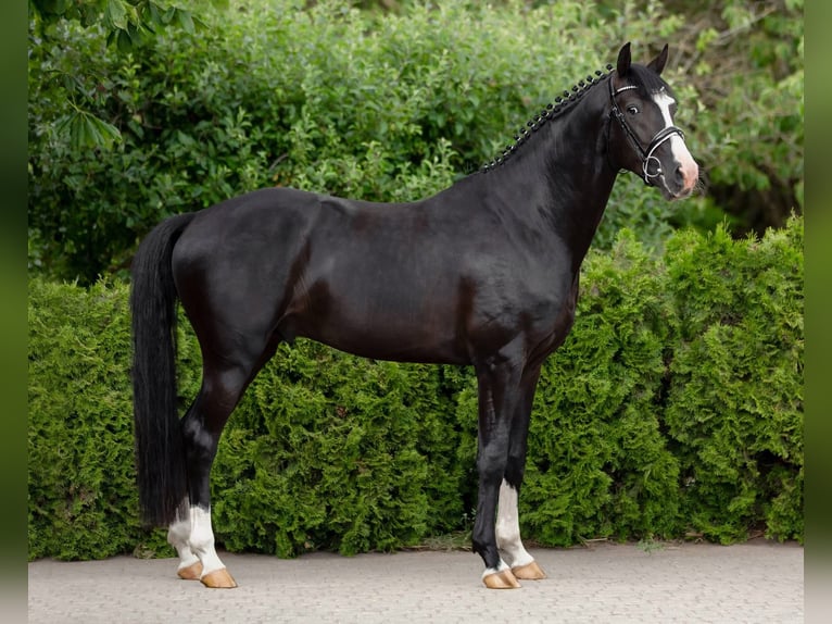 Belga Giumenta 11 Anni 167 cm Baio in Peer