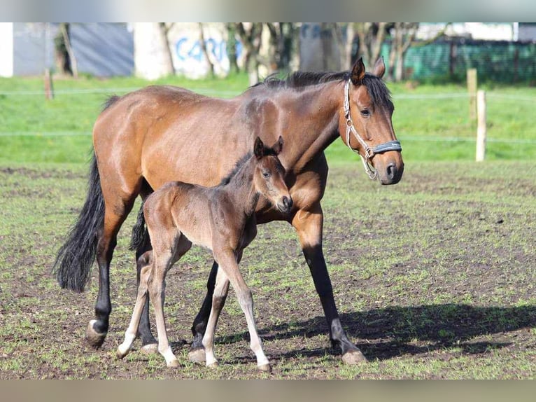 Belga Giumenta 11 Anni 168 cm Baio chiaro in Breendonk