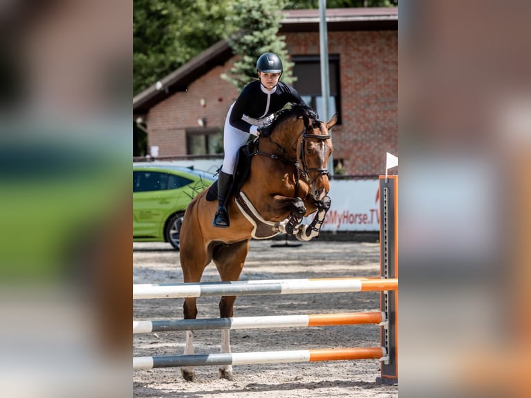 Belga Giumenta 11 Anni 168 cm Baio ciliegia in Vilnius