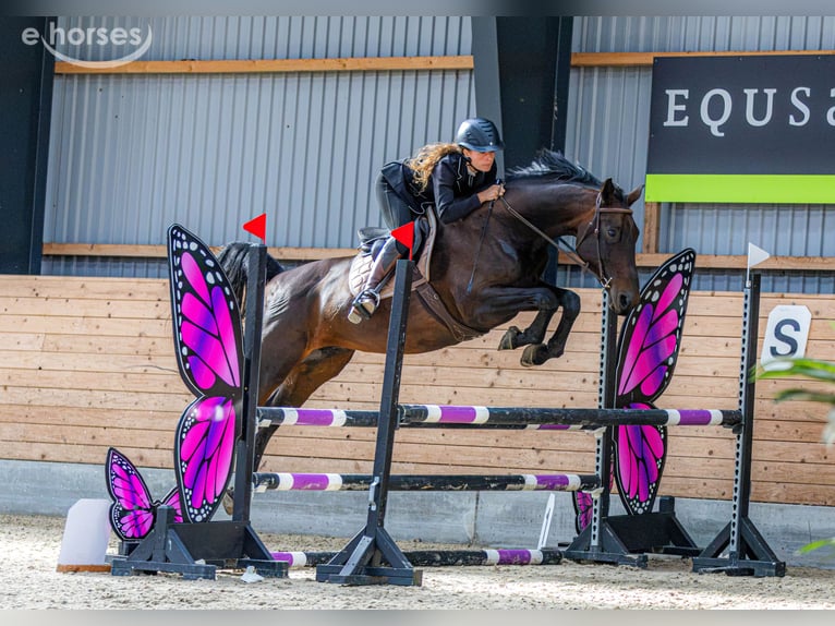 Belga Giumenta 11 Anni 168 cm  in Hornsyld