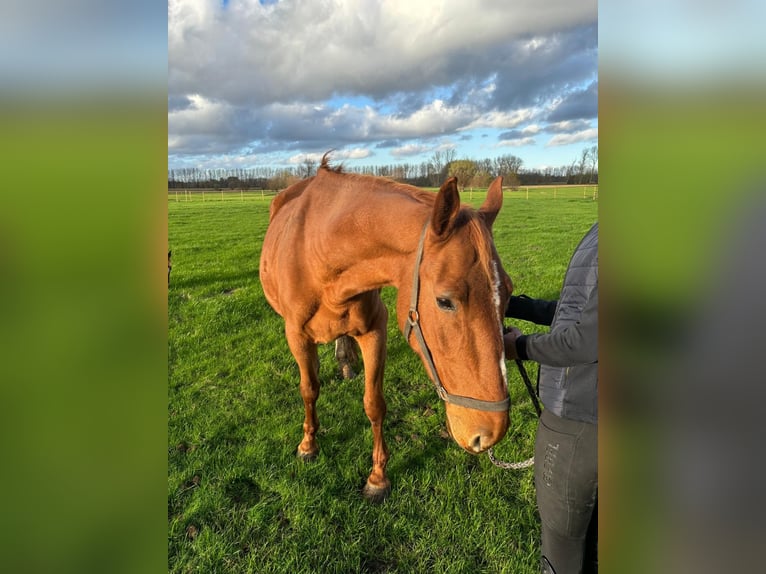 Belga Giumenta 11 Anni 168 cm Sauro in Bocholt