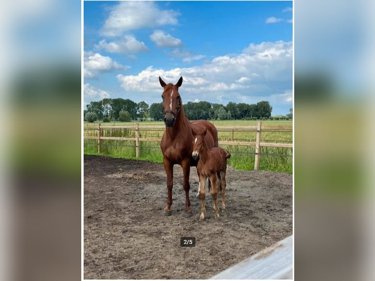 Belga Giumenta 11 Anni 168 cm Sauro in Bocholt