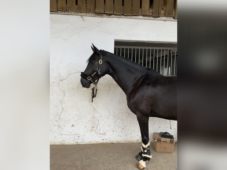 Belga Giumenta 11 Anni 170 cm Baio nero in Schopfheim