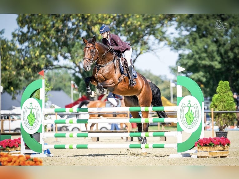Belga Giumenta 11 Anni 175 cm Baio in Buk