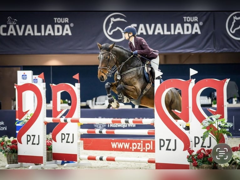 Belga Giumenta 11 Anni 175 cm Baio in Buk