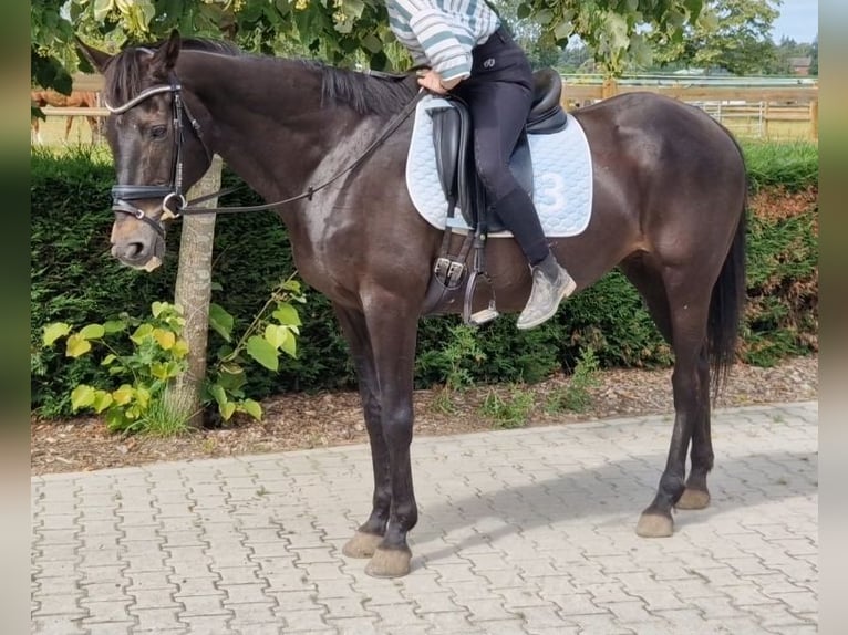 Belga Mix Giumenta 12 Anni 161 cm Morello in Kaldenkirchen