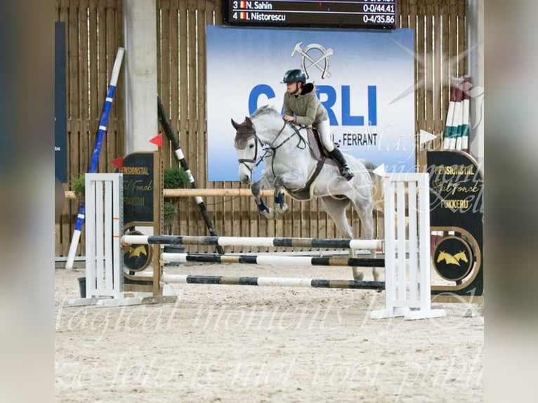 Belga Giumenta 12 Anni 164 cm Grigio in Hannut