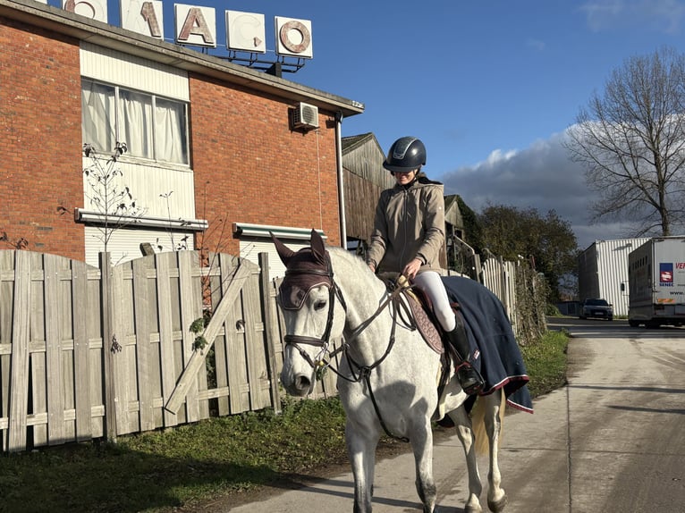 Belga Giumenta 12 Anni 164 cm Grigio in Hannut