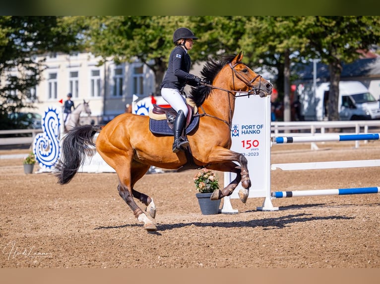 Belga Giumenta 12 Anni 165 cm Baio ciliegia in Helsinki