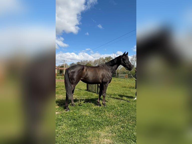 Belga Giumenta 12 Anni 165 cm Baio scuro in Perpignan