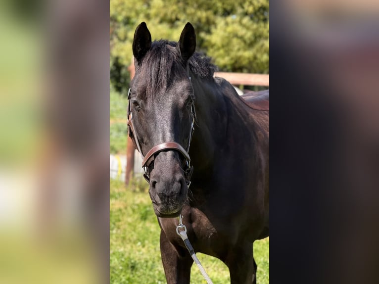 Belga Giumenta 12 Anni 165 cm Baio scuro in Perpignan