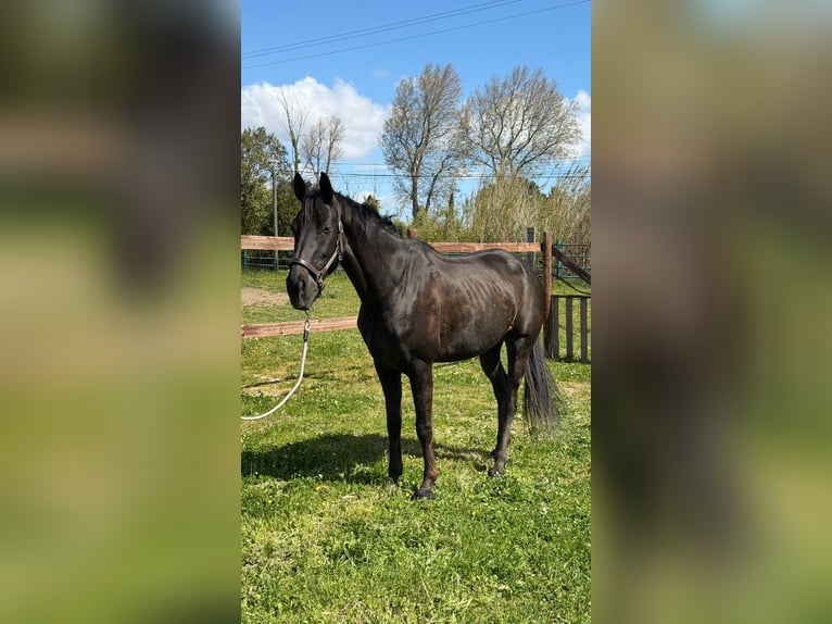Belga Giumenta 12 Anni 165 cm Baio scuro in Perpignan