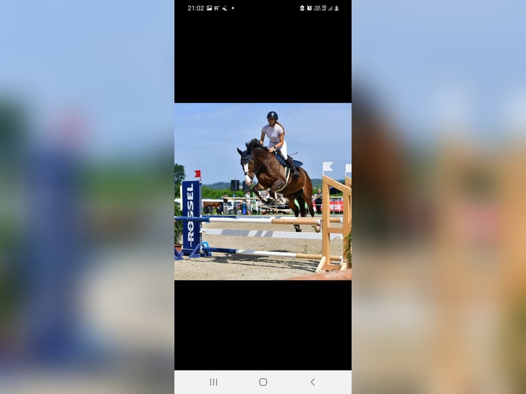 Belga Giumenta 12 Anni 166 cm Baio scuro in Münsingen