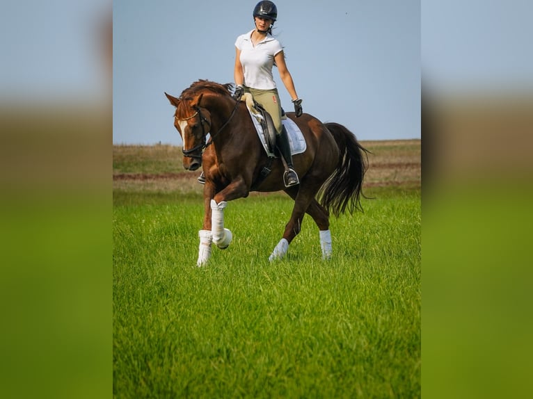 Belga Giumenta 12 Anni 168 cm Sauro scuro in Nettersheim