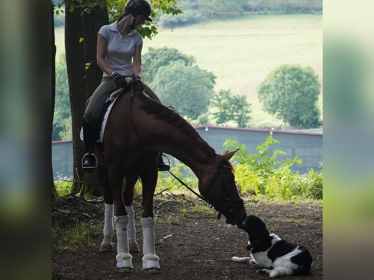 Belga Giumenta 12 Anni 168 cm Sauro scuro in Nettersheim