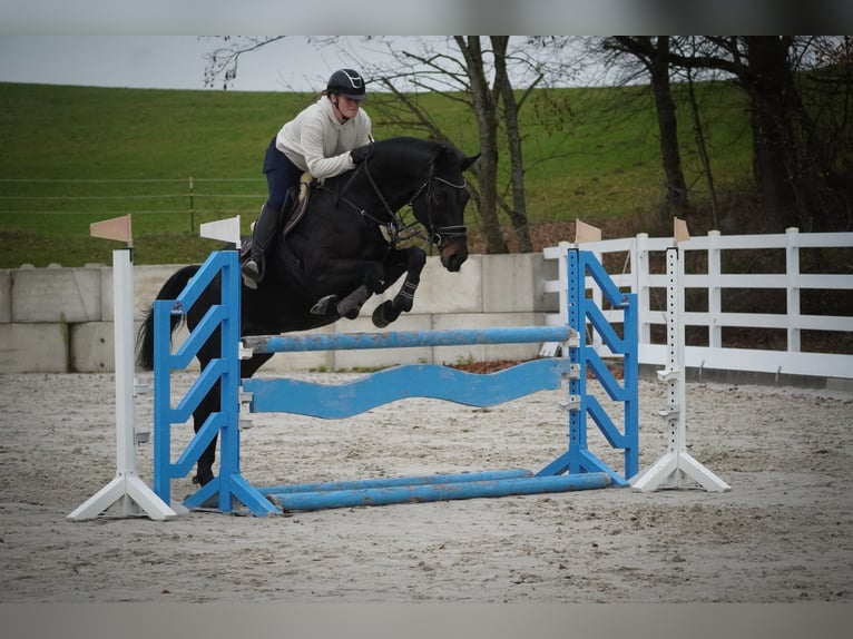 Belga Giumenta 12 Anni 170 cm Baio nero in Nettersheim