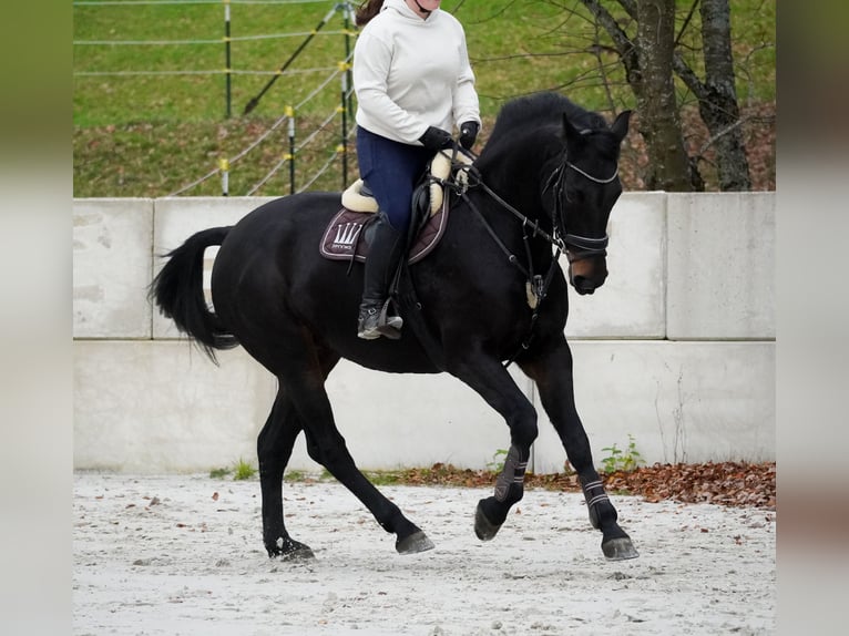 Belga Giumenta 12 Anni 170 cm Baio nero in Nettersheim