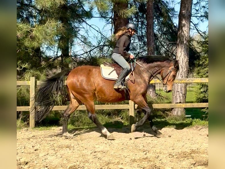 Belga Giumenta 12 Anni 175 cm Baio in Bornem