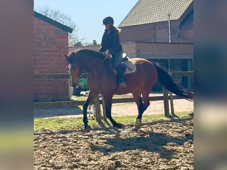 Belga Giumenta 12 Anni 175 cm Baio in Bornem
