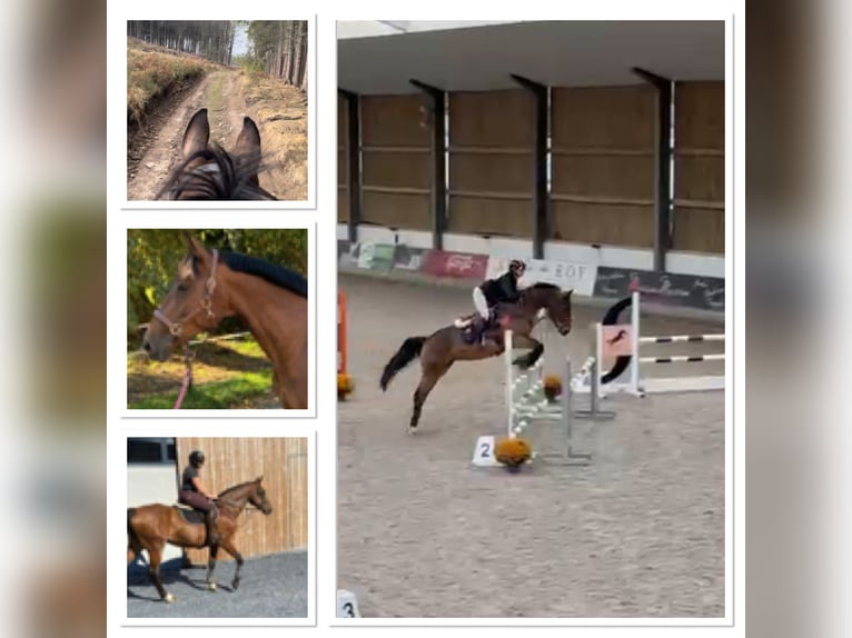 Belga Giumenta 13 Anni 160 cm Baio scuro in Sprimont