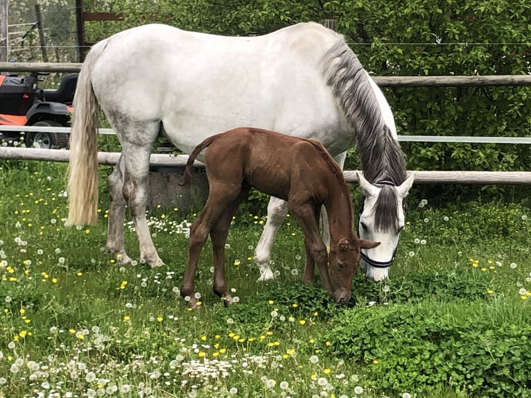 Belga Giumenta 13 Anni 165 cm Grigio in Sersheim