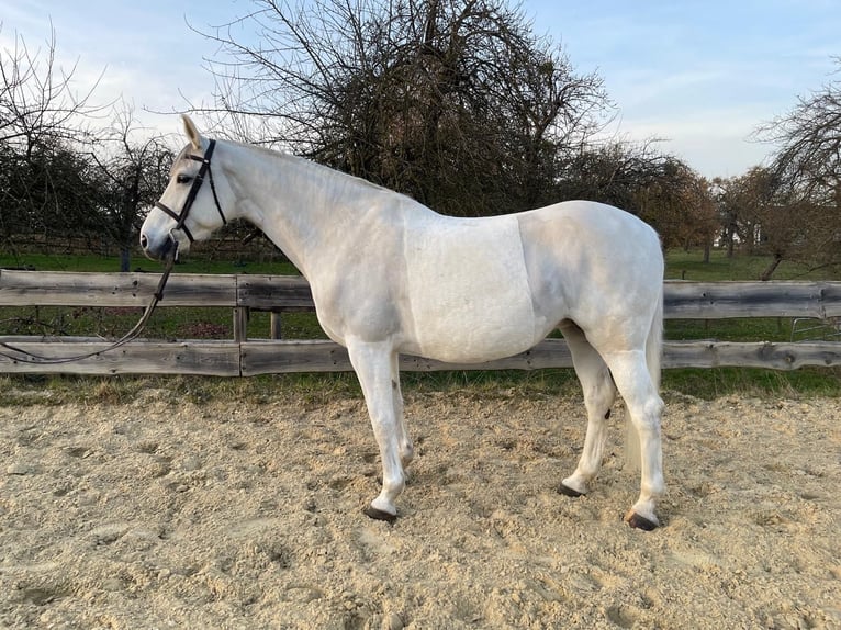 Belga Giumenta 13 Anni 165 cm Grigio in Sersheim
