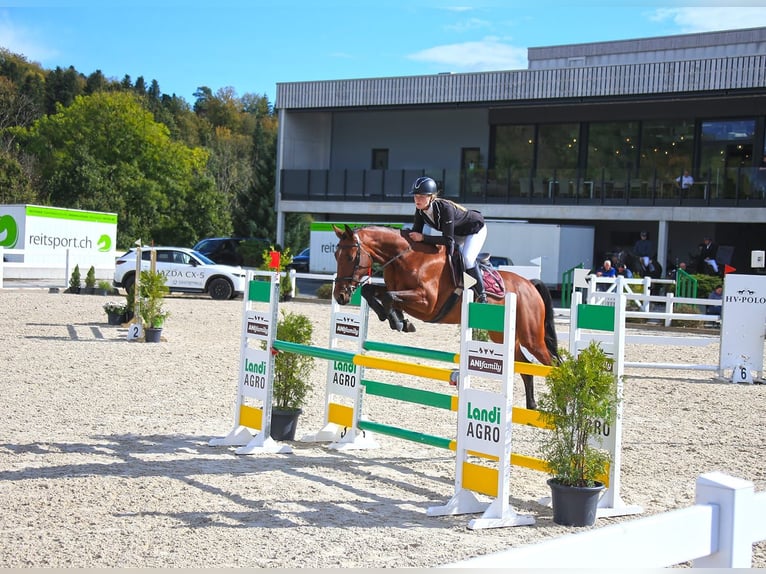 Belga Giumenta 13 Anni 168 cm Baio in Alterswil FR