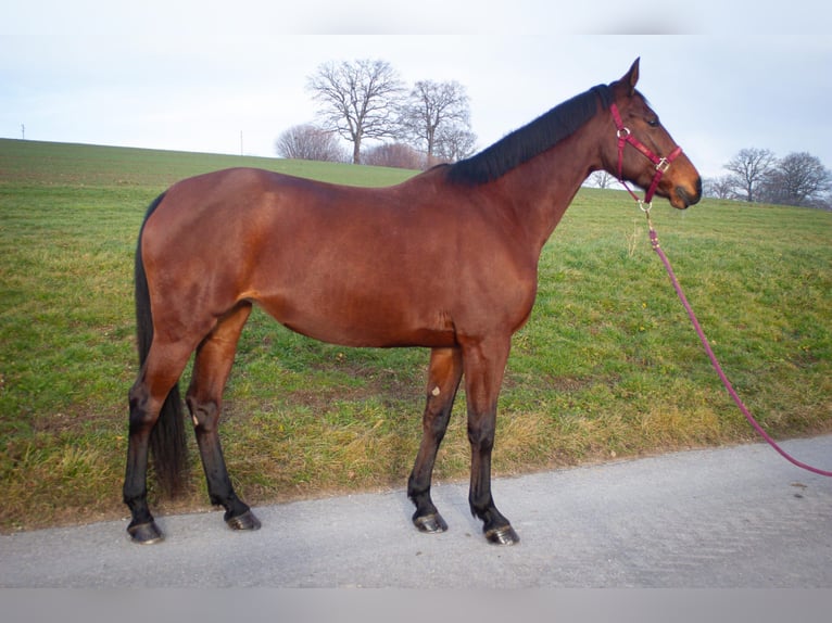 Belga Giumenta 13 Anni 168 cm Baio in Alterswil FR