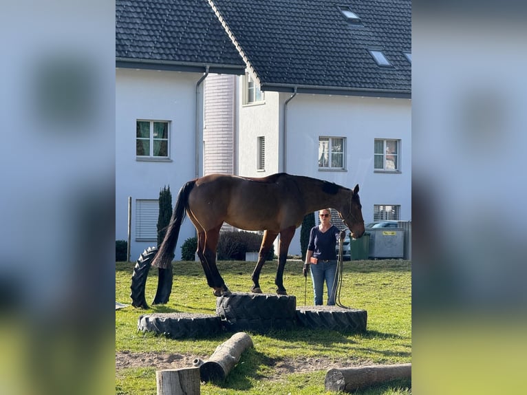 Belga Giumenta 13 Anni 168 cm Baio in Heimberg