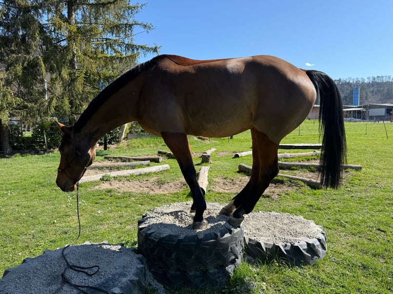 Belga Giumenta 13 Anni 168 cm Baio in Heimberg