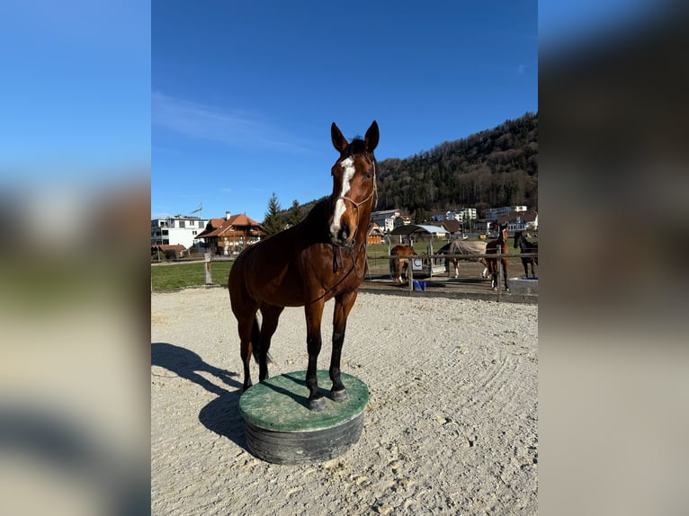 Belga Giumenta 13 Anni 168 cm Baio in Heimberg