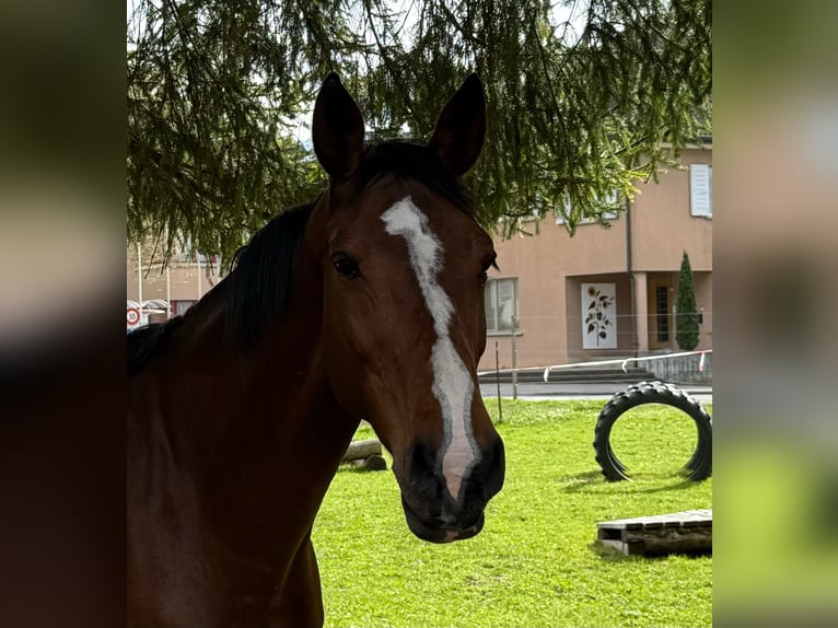 Belga Giumenta 13 Anni 168 cm Baio in Heimberg