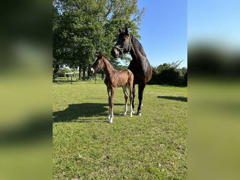 Belga Giumenta 13 Anni 168 cm Baio nero in Neerglabbeek