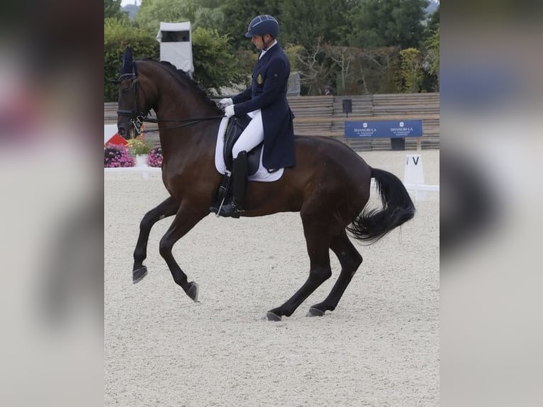 Belga Giumenta 13 Anni 175 cm Baio nero in Duffel