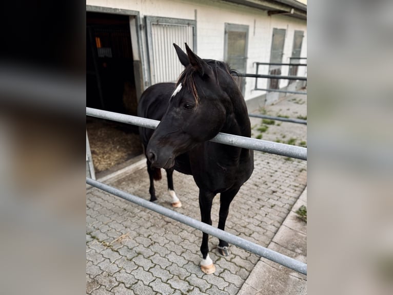 Belga Giumenta 14 Anni 155 cm in Oldenbüttel