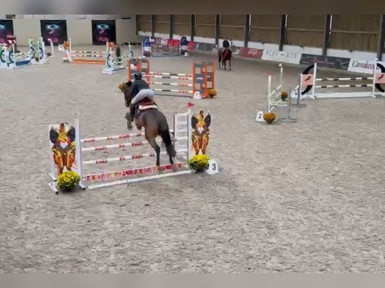 Belga Giumenta 14 Anni 160 cm Baio scuro in Sprimont