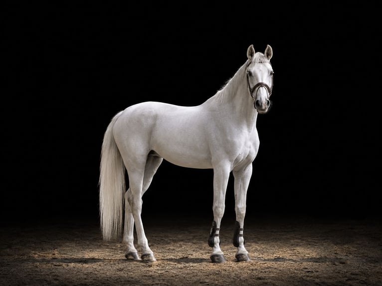 Belga Giumenta 14 Anni 173 cm Grigio in Vandans