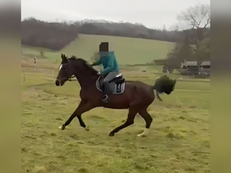 Belga Giumenta 15 Anni 165 cm Baio in Heldrungen