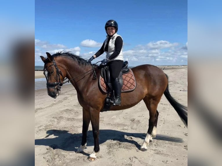 Belga Giumenta 15 Anni 165 cm Baio in Zele