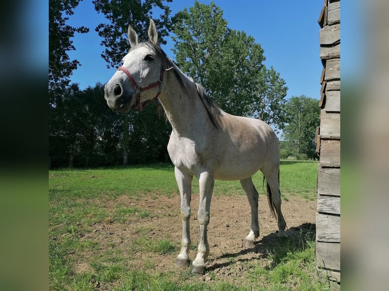 Belga Giumenta 15 Anni 168 cm Grigio in Grote-Brogel