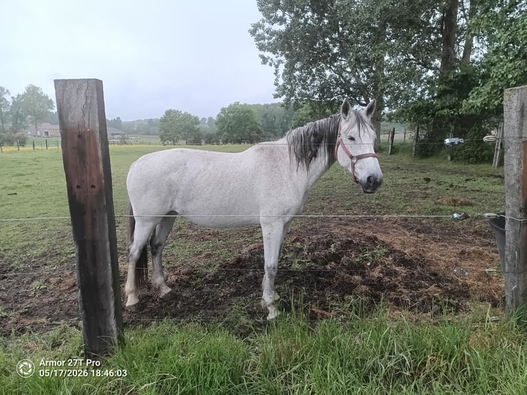 Belga Giumenta 15 Anni 168 cm Grigio in Grote-Brogel